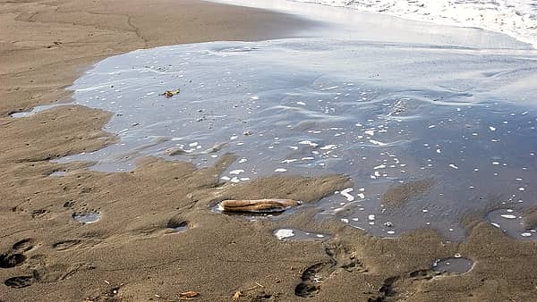 A line of footprints crossing wet sand, the tide line visible beyond them