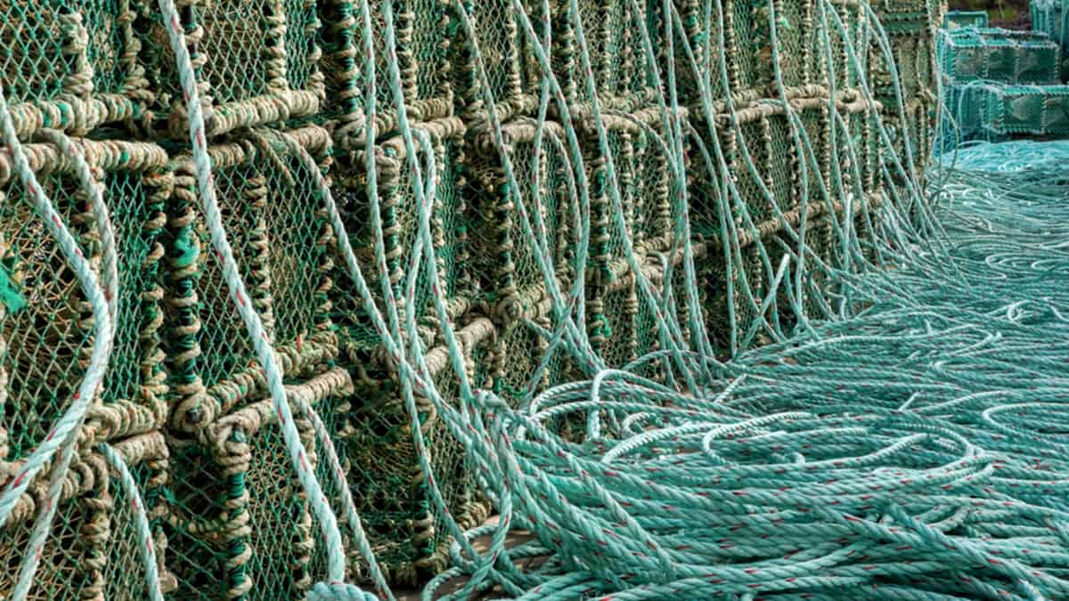 Stacks of wooden lobster traps piled in rows at a harbor under daylight